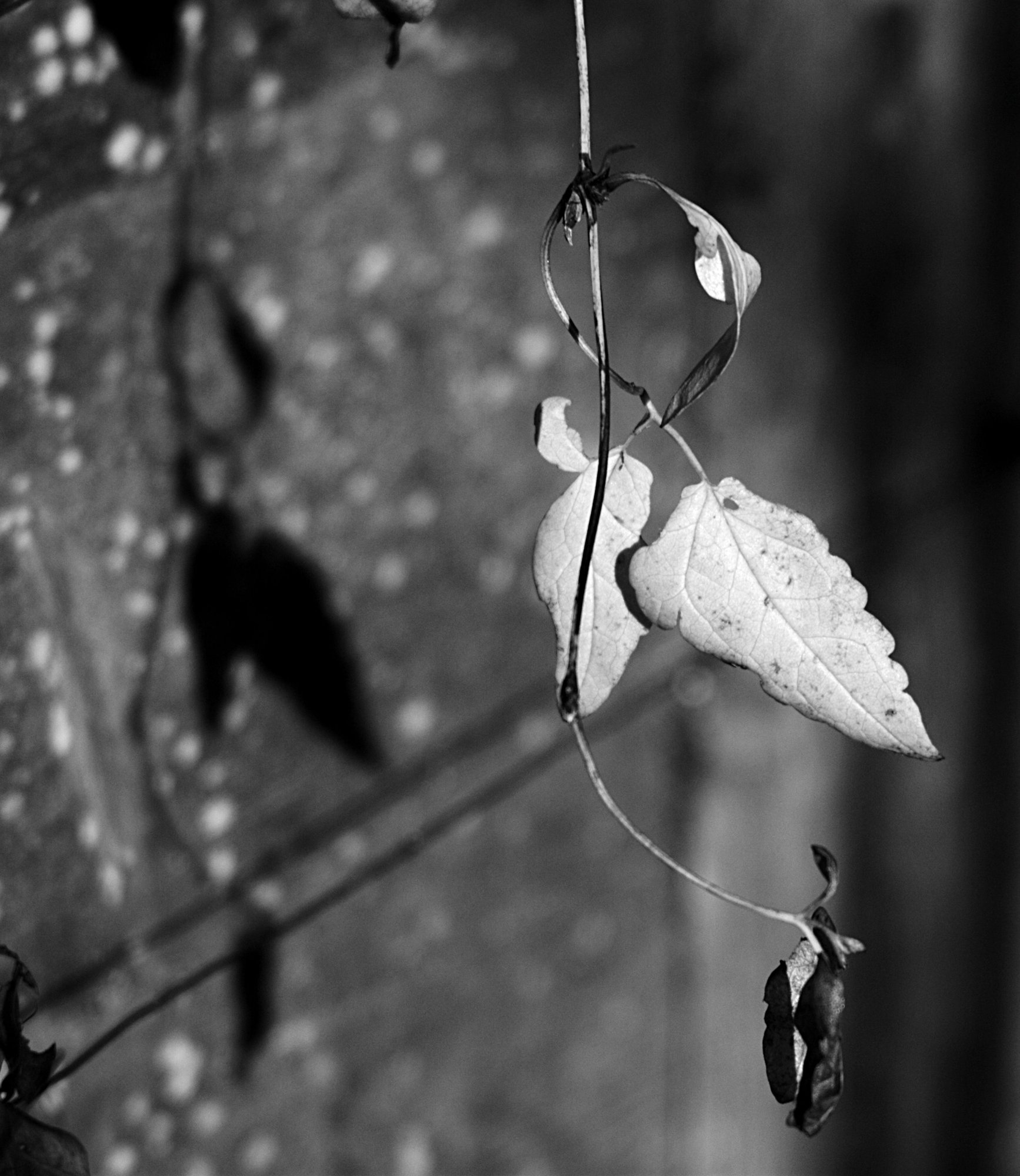 Withering Clematis leaves