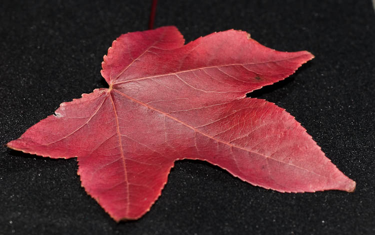 a leaf