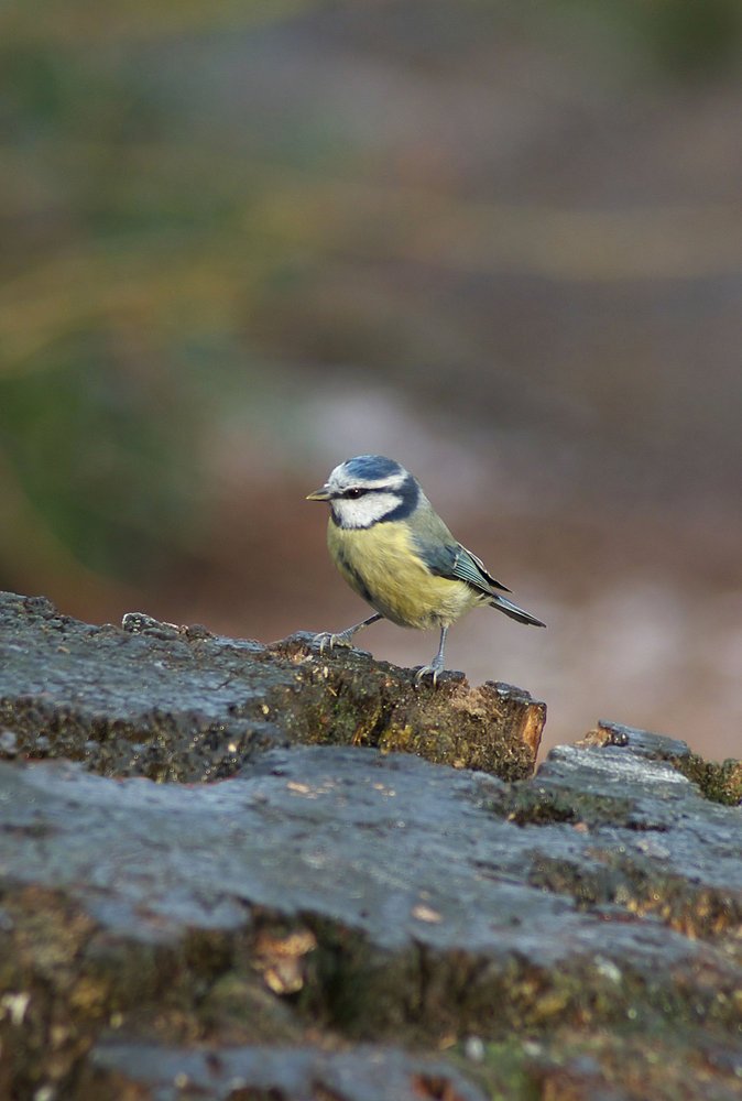 Blue tit