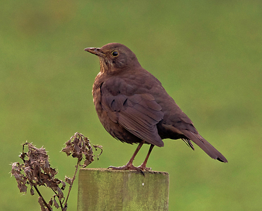 BROWN BIRD