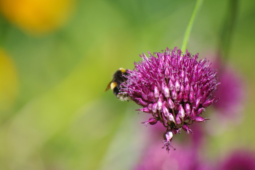Bumble bee