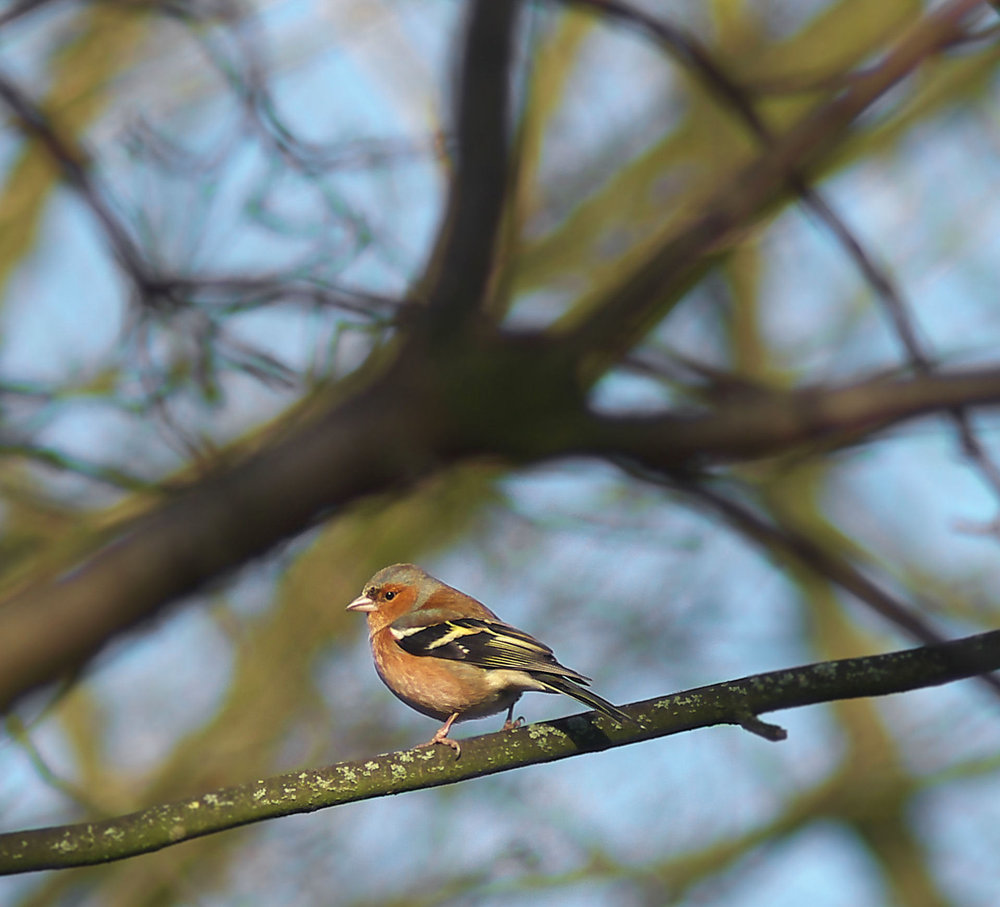 Chaffinch 2