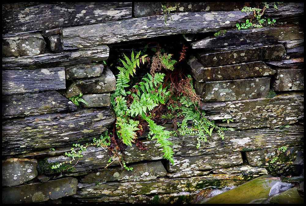 Ferns