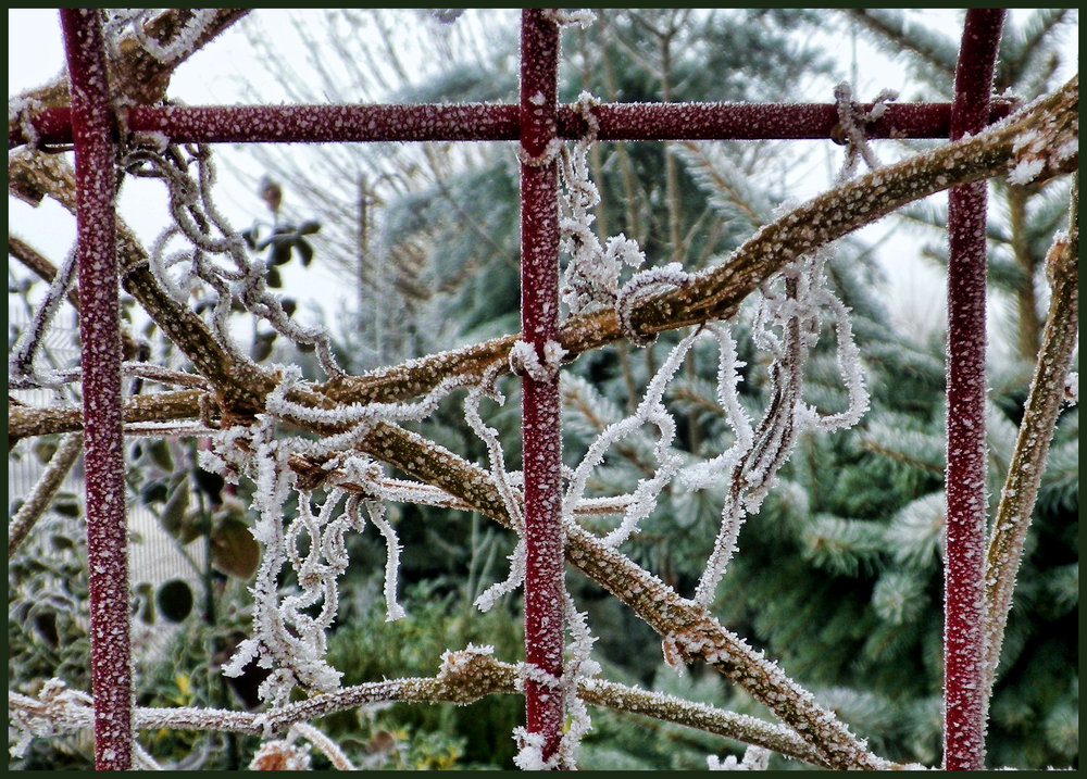 Frosted Dead Ivy