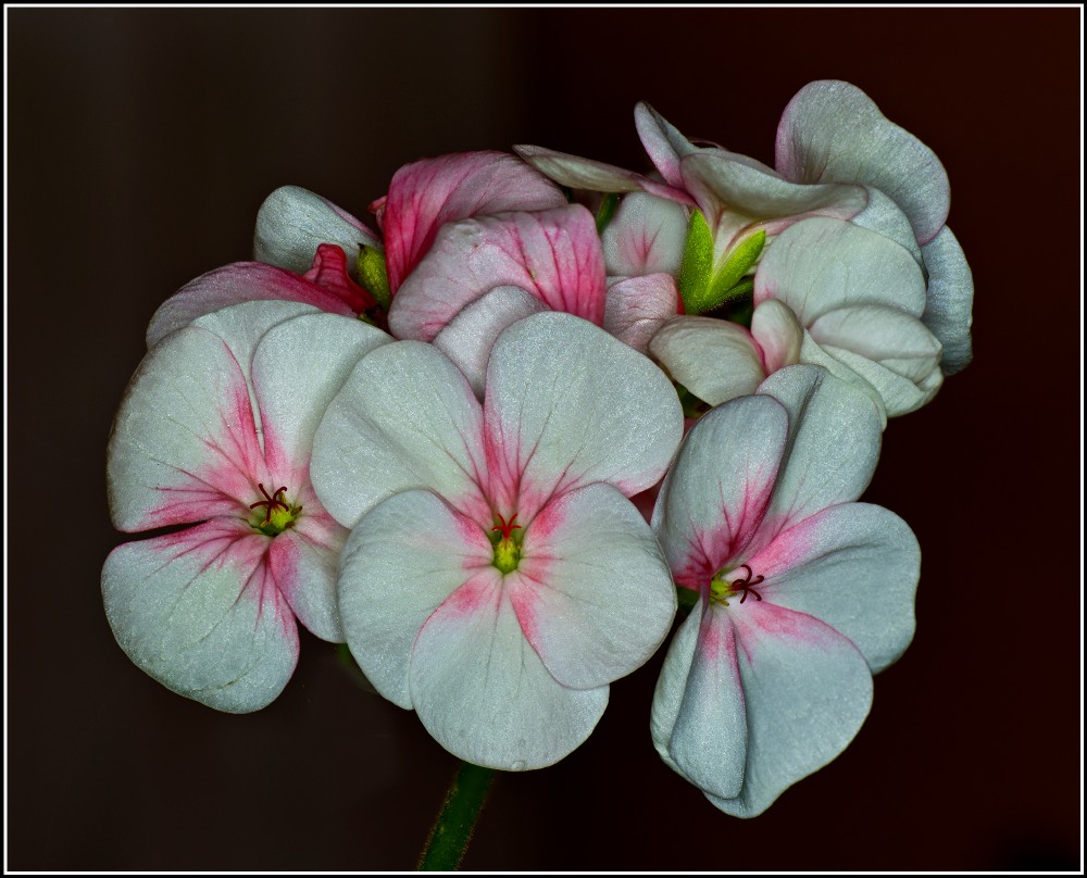 Geranium