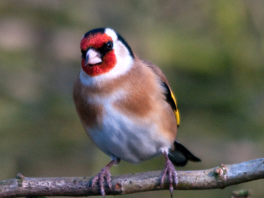 Goldfinch