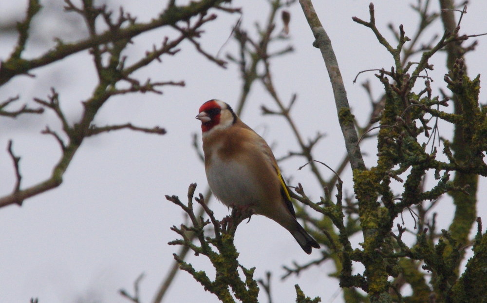 goldfinch