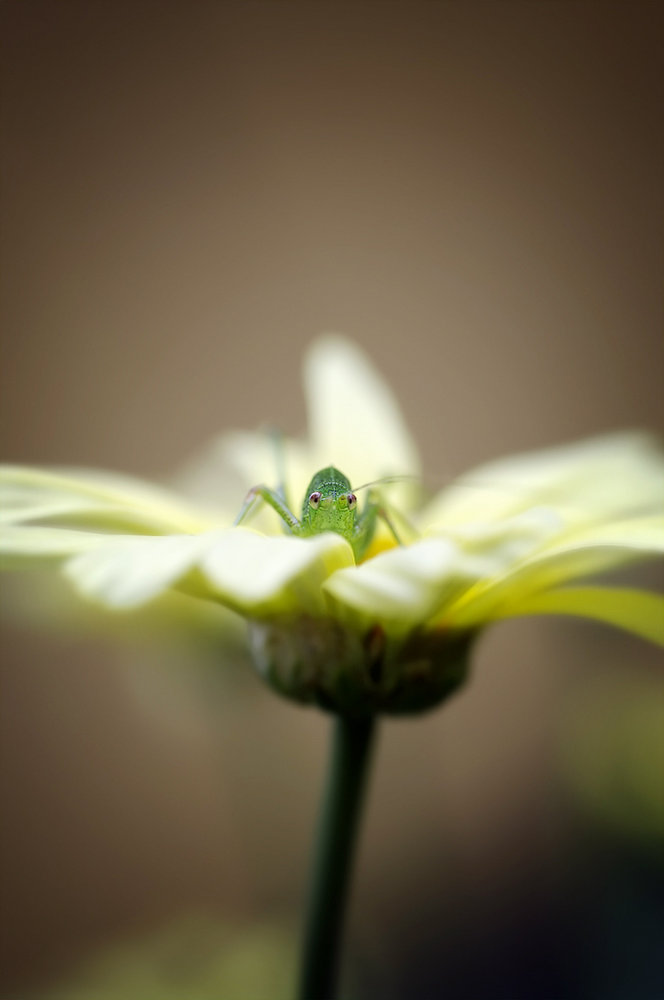 Guard