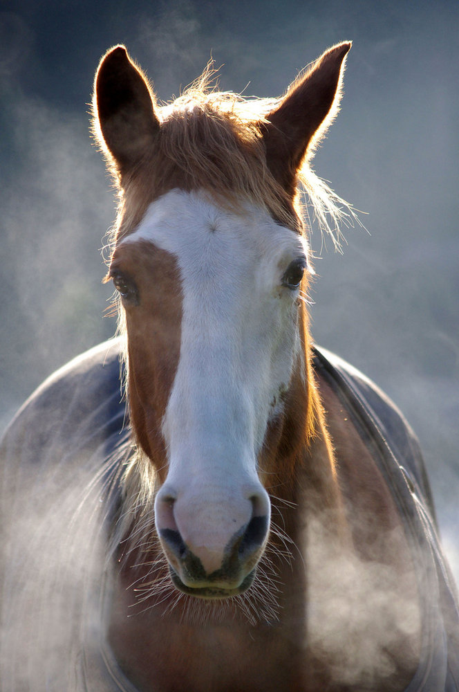 Horse in the mist