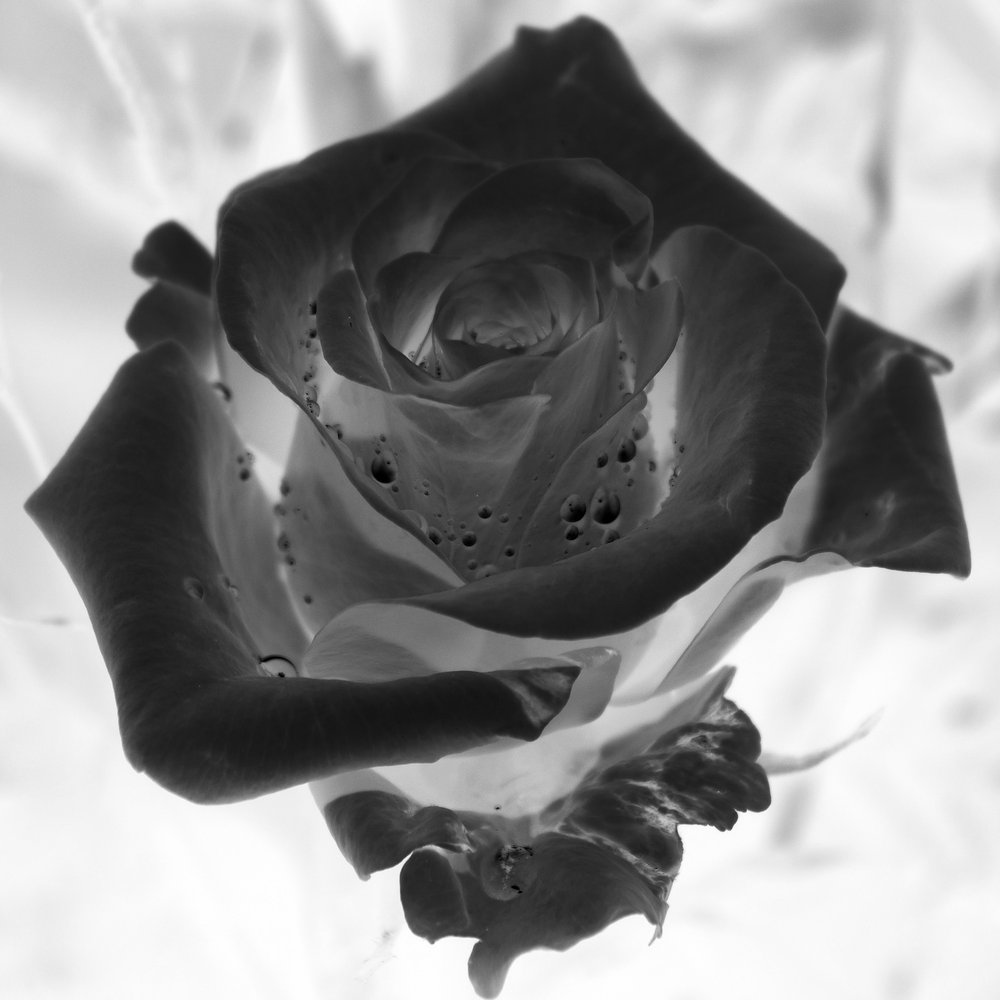 Inverted Rose
