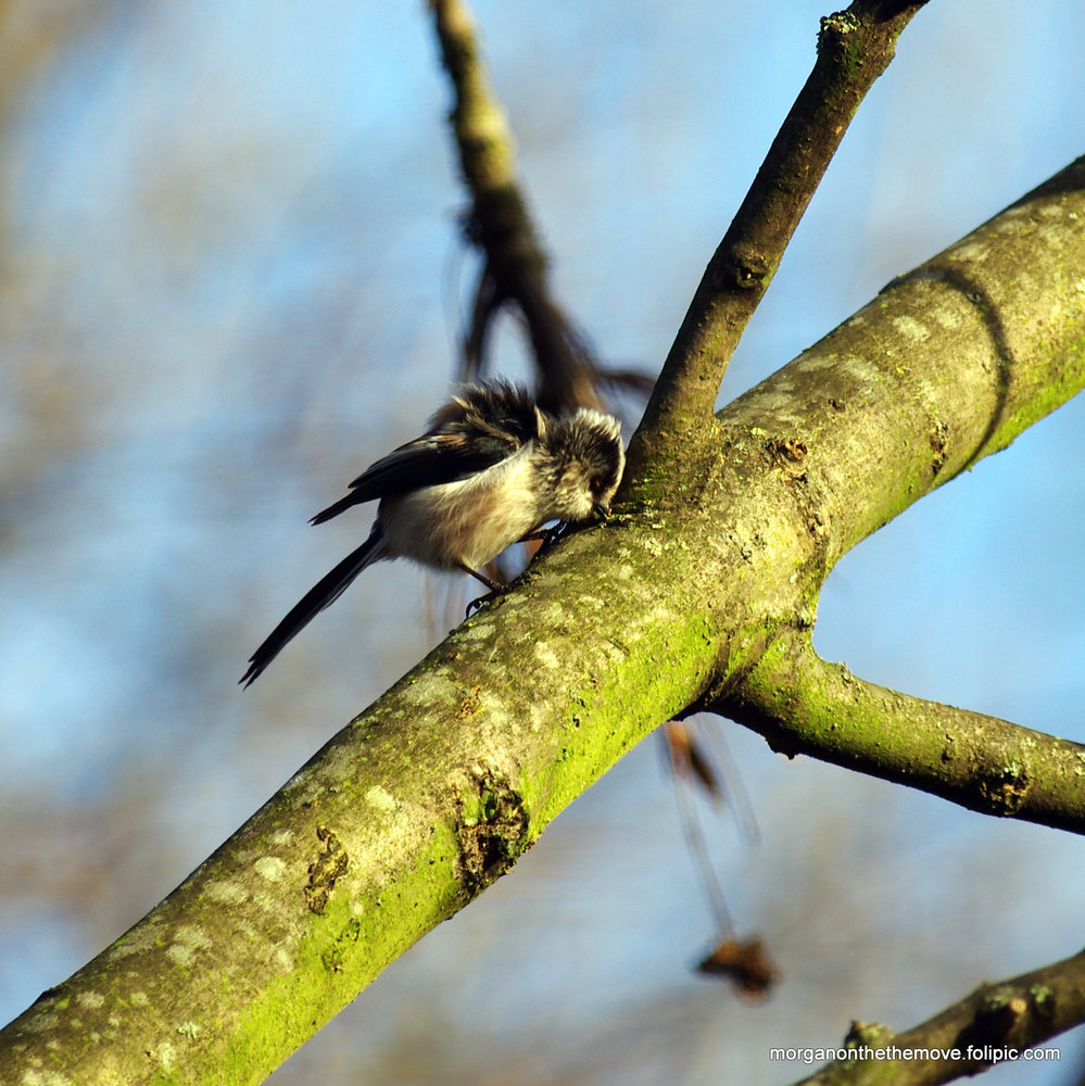 Long Tailed Tit