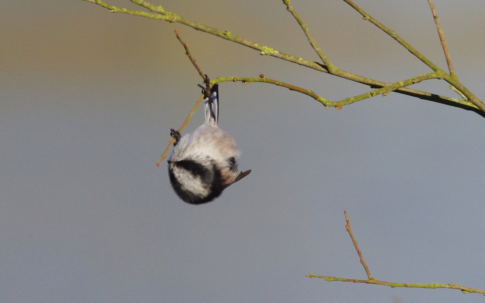 long tailed tit