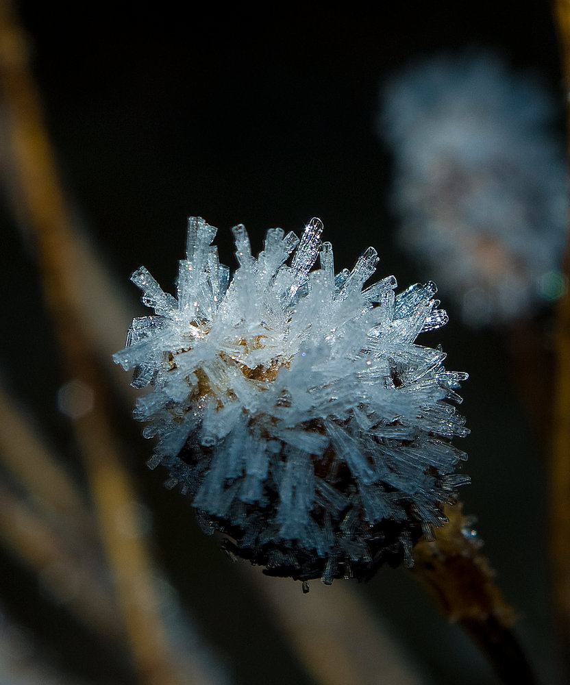 Morning Frost