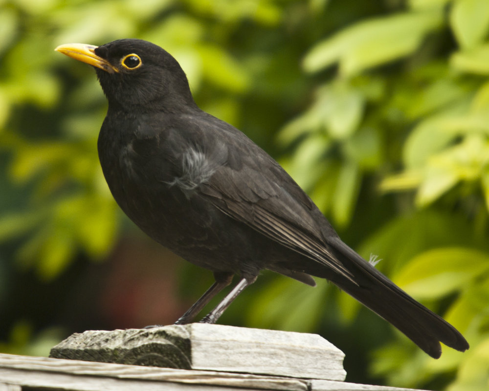 My friend Blackie.