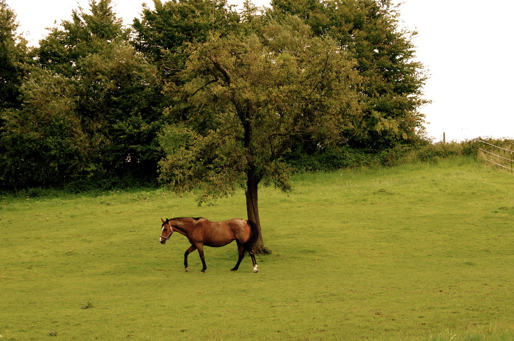 One Tree Pony