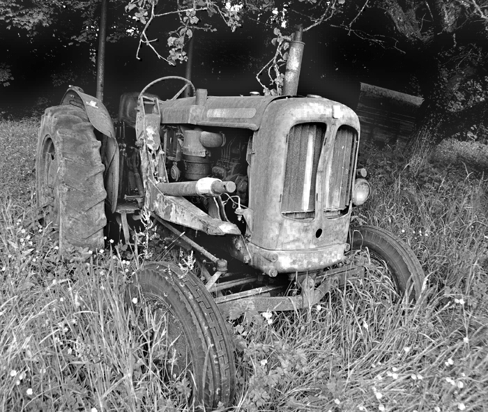 'Out to grass' B&W
