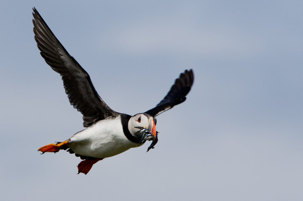 Puffin with catch