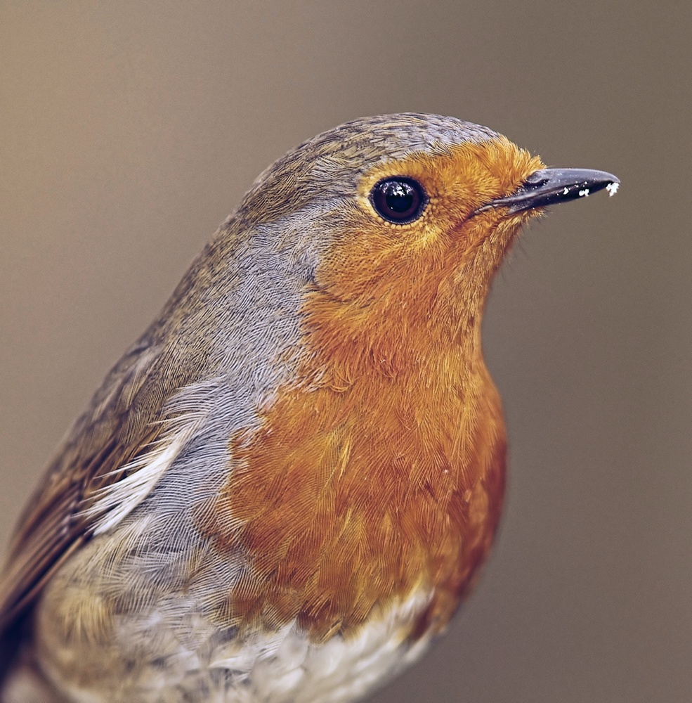 robin