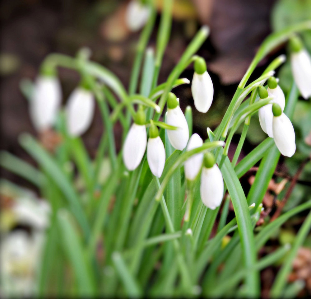 Snowdrops.
