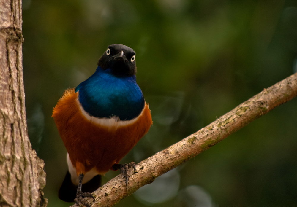 Superb Starling