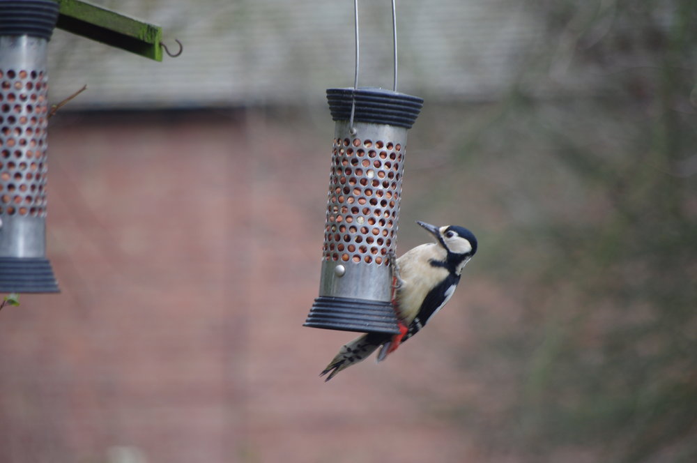 Woody wood pecker