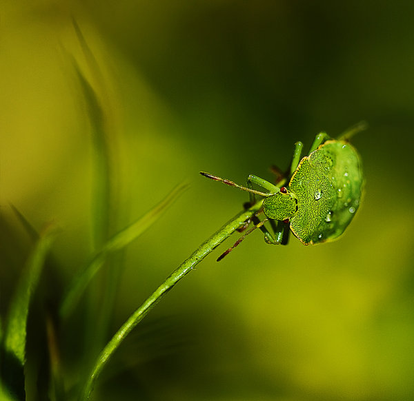 A Bug's Life