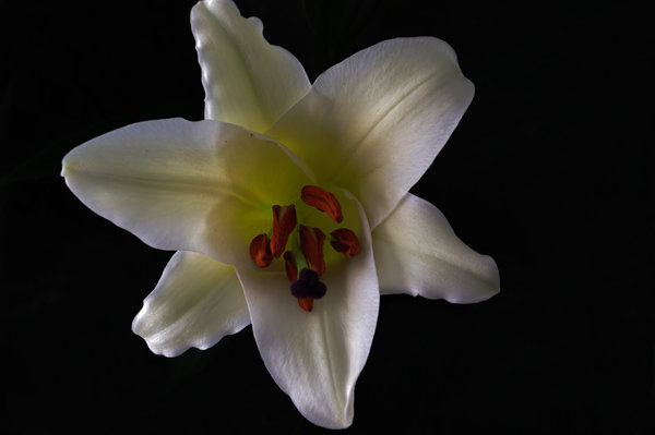A Lily