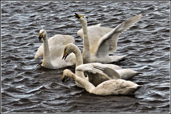 Angry swans