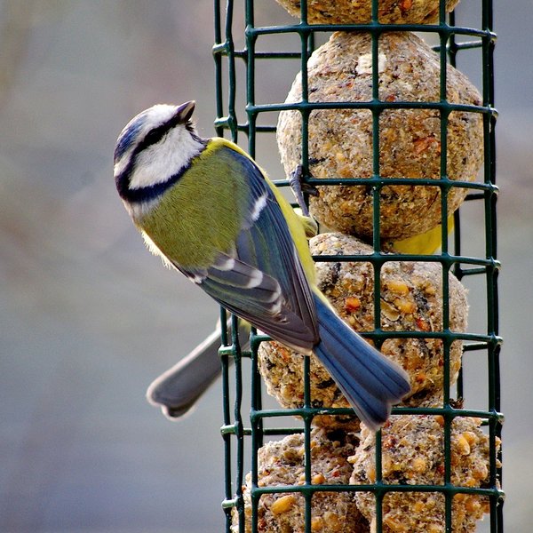 Another Blue Tit