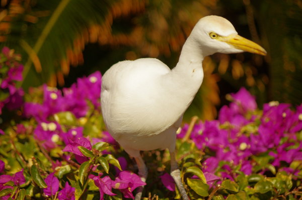another holiday bird