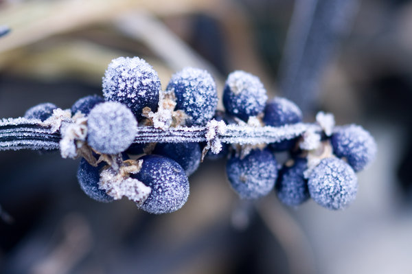 Berries