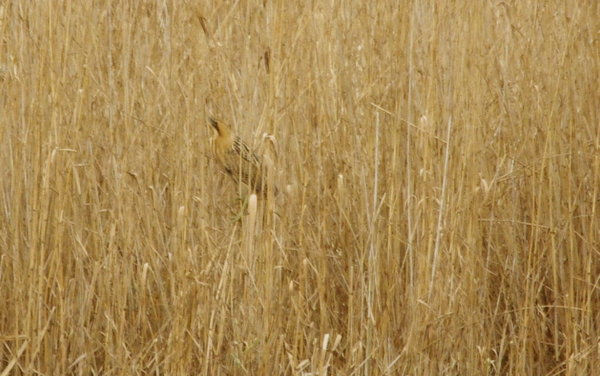 bittern