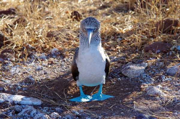 Blue Footed Booby