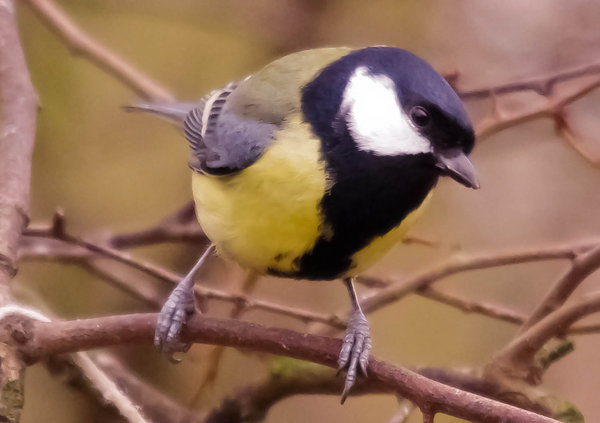 Blue Tit