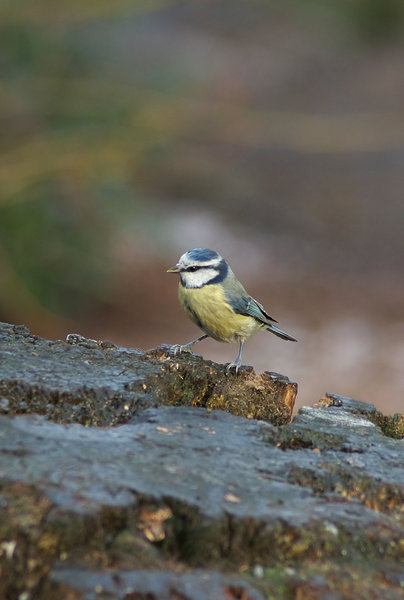 Blue tit