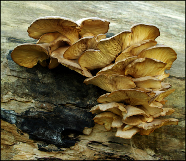 Bracket Fungi