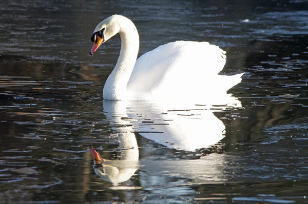 Breaking the ice