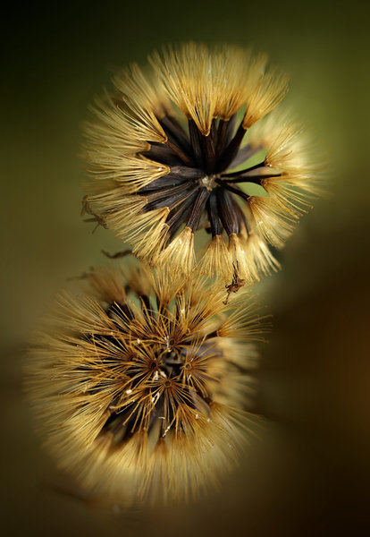 Brushes