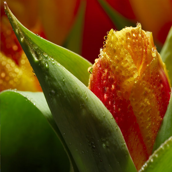 Budding Tulip