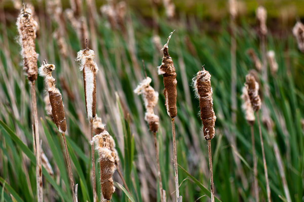 Bullrushes