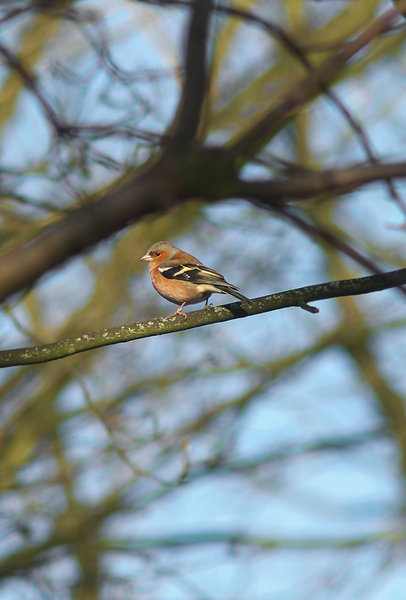 Chaffinch