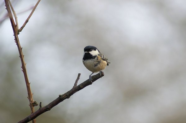 Coal  tit