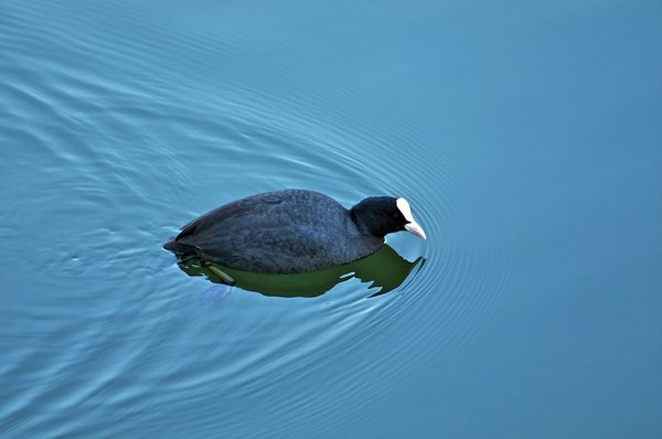 Coot, Folaga
