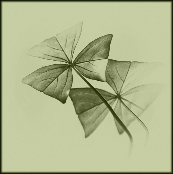 Copying Butterflies