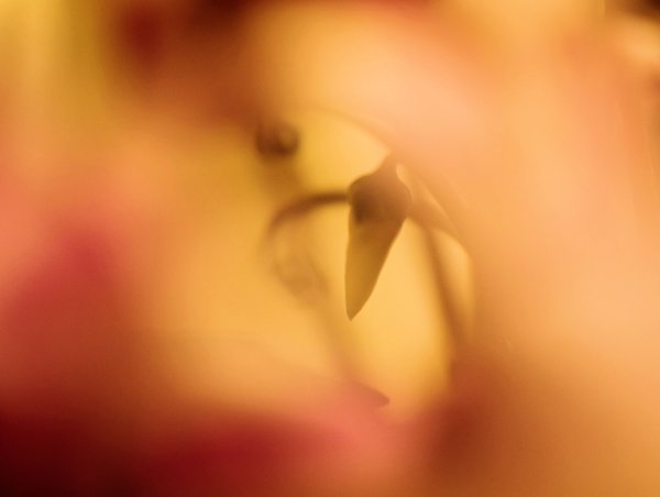 Cyclamen