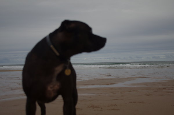 Dog on a beach