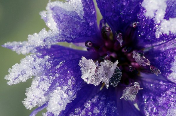 frozen cornflower
