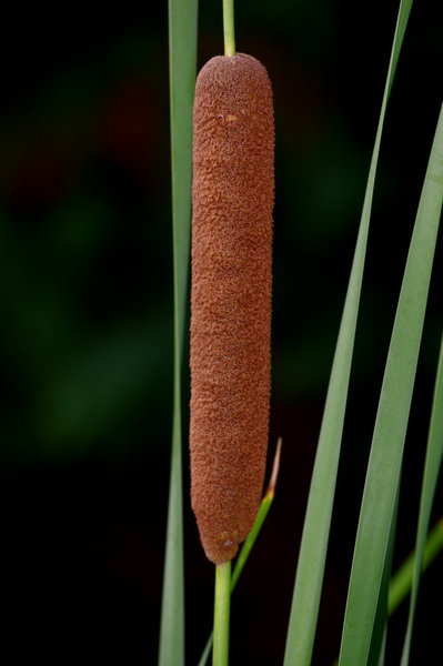 fuzzy