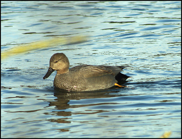 Gadwall