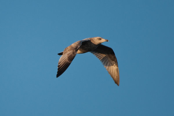 Glaucous Gull